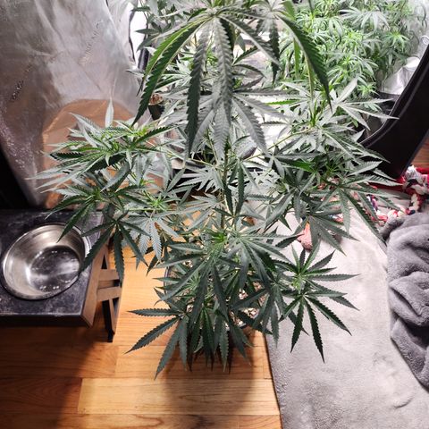 Strawberry Cough growlog timeline photo