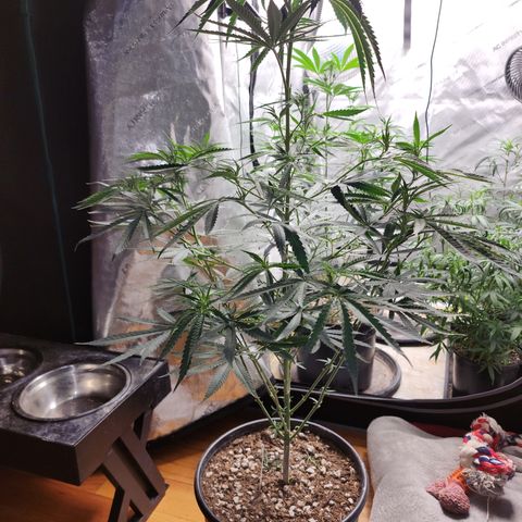 Strawberry Cough growlog timeline photo