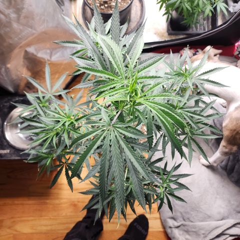Strawberry Cough growlog timeline photo