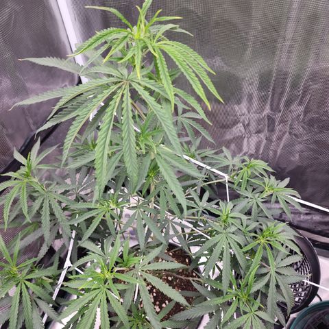 Strawberry Cough growlog timeline photo