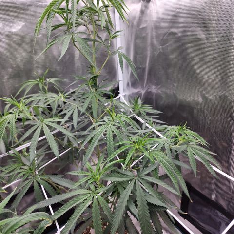 Strawberry Cough growlog timeline photo