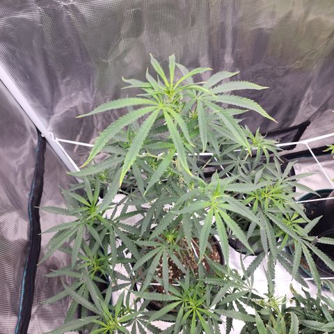 Strawberry Cough growlog timeline photo