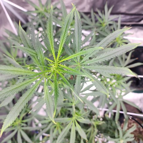 Strawberry Cough growlog timeline photo