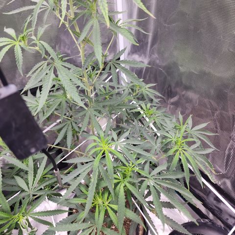 Strawberry Cough growlog timeline photo