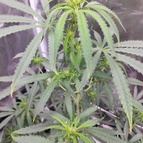 Strawberry Cough growlog timeline photo