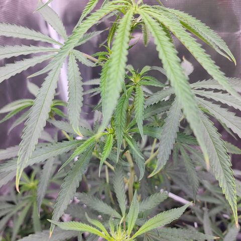 Strawberry Cough growlog timeline photo
