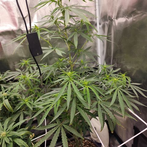 Strawberry Cough growlog timeline photo