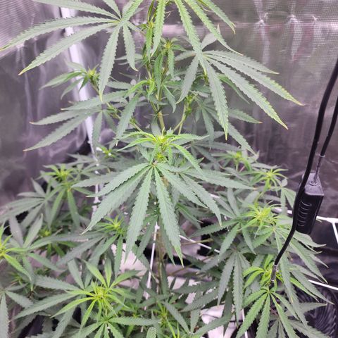 Strawberry Cough growlog timeline photo