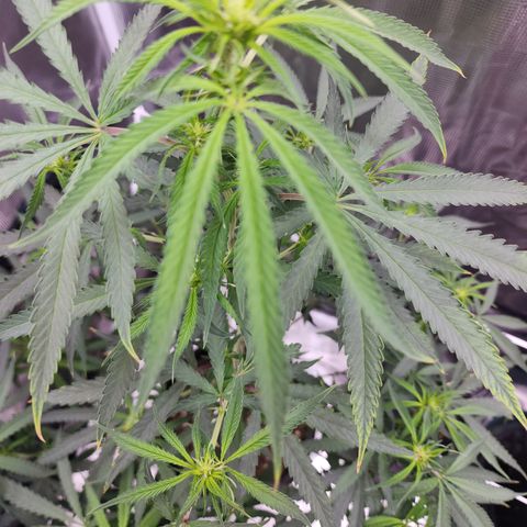 Strawberry Cough growlog timeline photo