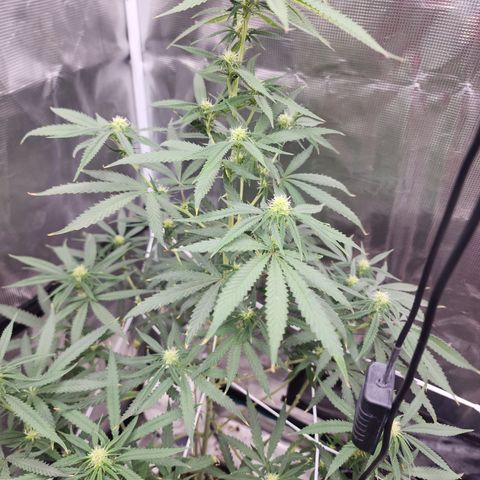 Strawberry Cough growlog timeline photo