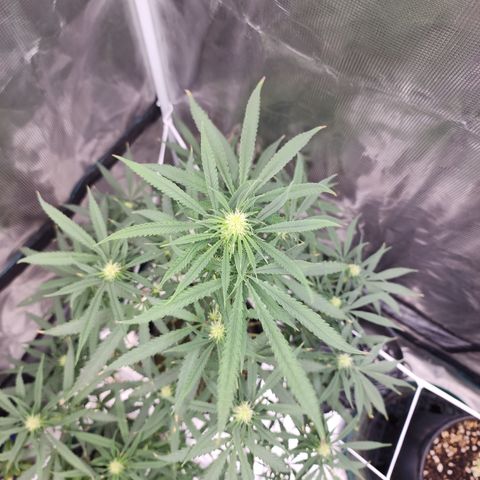 Strawberry Cough growlog timeline photo