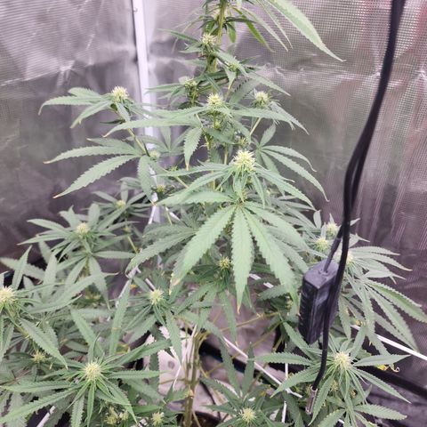Strawberry Cough growlog timeline photo
