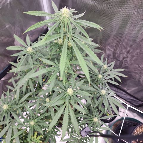 Strawberry Cough growlog timeline photo