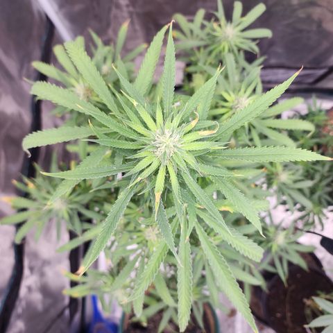 Strawberry Cough growlog timeline photo