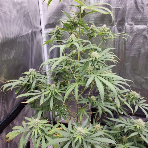 Strawberry Cough growlog timeline photo