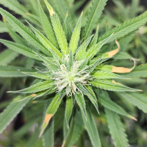 Strawberry Cough growlog timeline photo