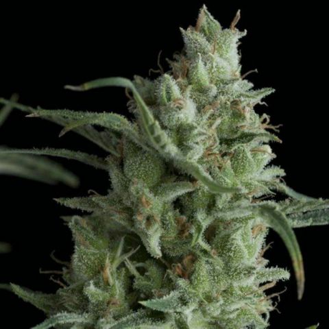 Kryptonite (Pyramid Seeds) growlog timeline photo
