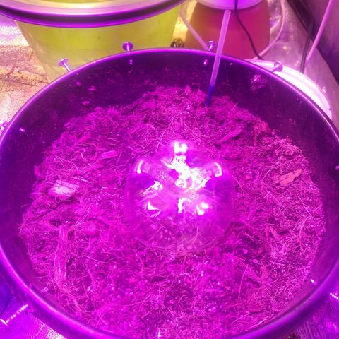 Kryptonite (Pyramid Seeds) growlog timeline photo