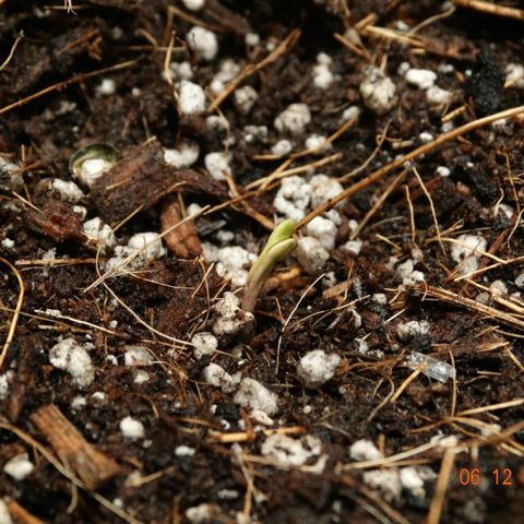 Kryptonite (Pyramid Seeds) growlog timeline photo