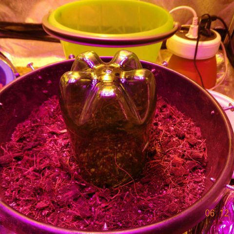 Kryptonite (Pyramid Seeds) growlog timeline photo