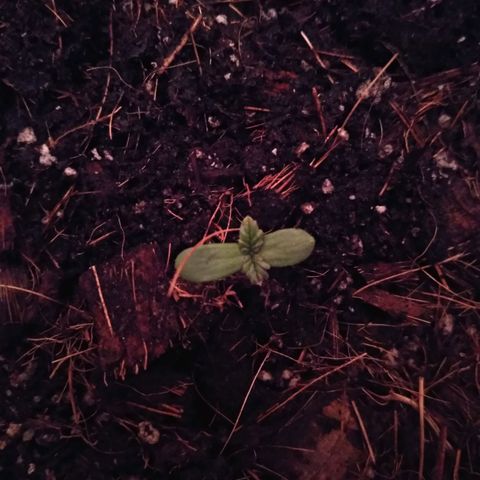 Kryptonite (Pyramid Seeds) growlog timeline photo