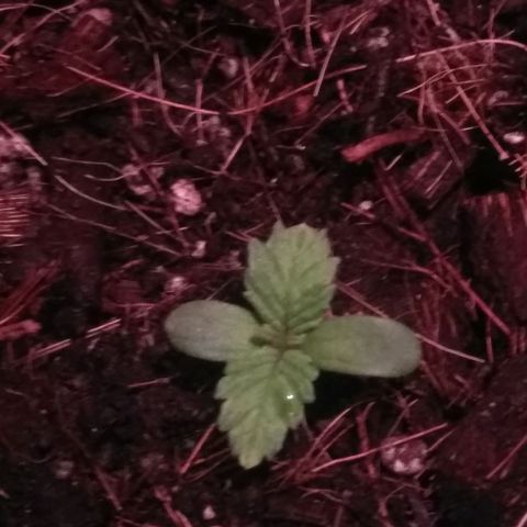 Kryptonite (Pyramid Seeds) growlog timeline photo