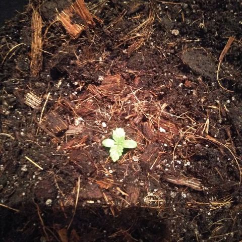 Kryptonite (Pyramid Seeds) growlog timeline photo