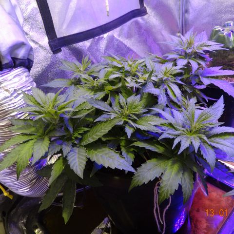 Kryptonite (Pyramid Seeds) growlog timeline photo