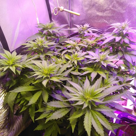 Kryptonite (Pyramid Seeds) growlog timeline photo