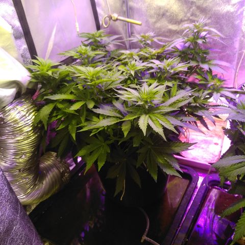 Kryptonite (Pyramid Seeds) growlog timeline photo