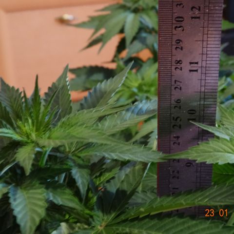 Kryptonite (Pyramid Seeds) growlog timeline photo