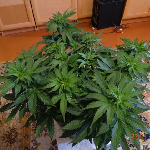 Kryptonite (Pyramid Seeds) growlog timeline photo