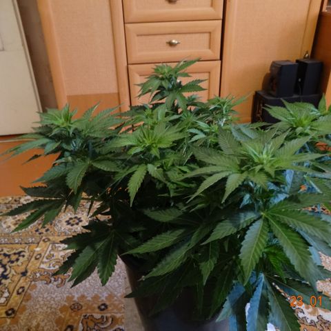 Kryptonite (Pyramid Seeds) growlog timeline photo