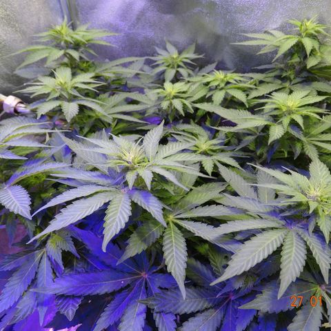 Kryptonite (Pyramid Seeds) growlog timeline photo