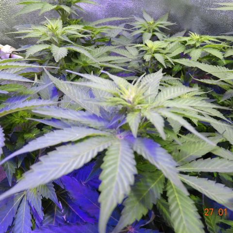 Kryptonite (Pyramid Seeds) growlog timeline photo