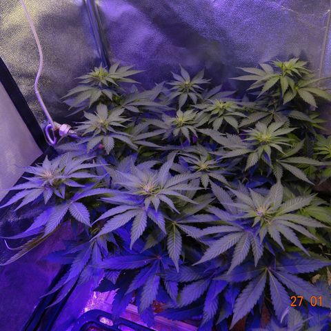 Kryptonite (Pyramid Seeds) growlog timeline photo