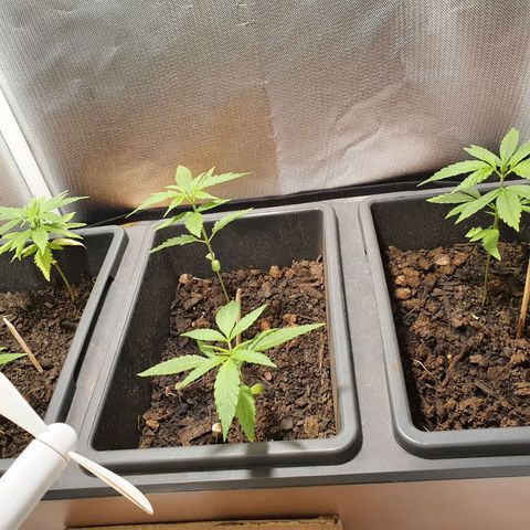 Jenny Kush growlog timeline photo