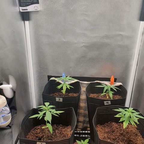 Jenny Kush growlog timeline photo