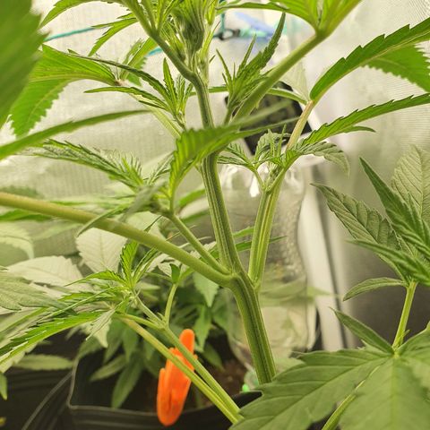 Jenny Kush growlog timeline photo