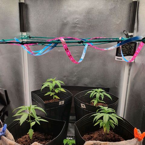 Jenny Kush growlog timeline photo