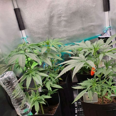 Jenny Kush growlog timeline photo