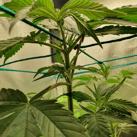 Jenny Kush growlog timeline photo