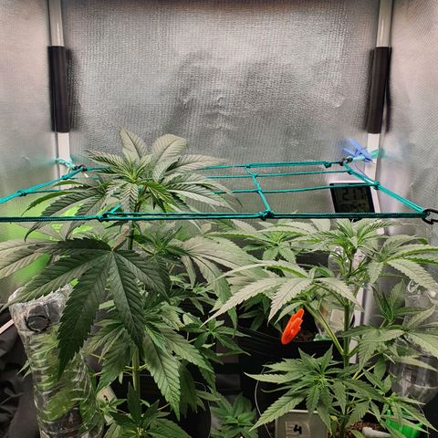 Jenny Kush growlog timeline photo