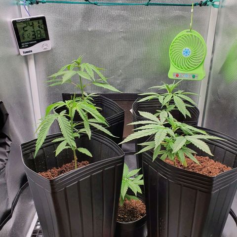 Jenny Kush growlog timeline photo