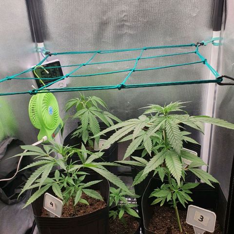 Jenny Kush growlog timeline photo