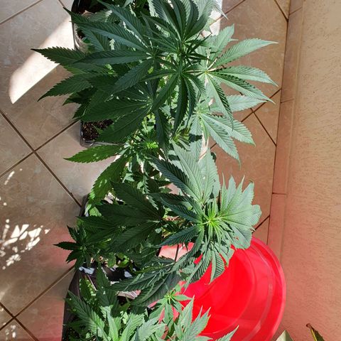 Jenny Kush growlog timeline photo