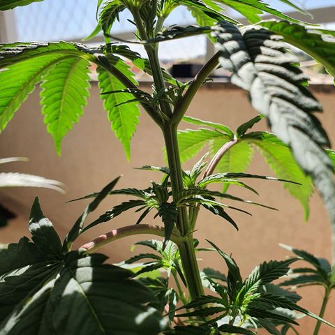 Jenny Kush growlog timeline photo