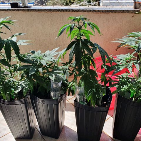 Jenny Kush growlog photo: 1- 42
2- 24
3- 43
4- 37