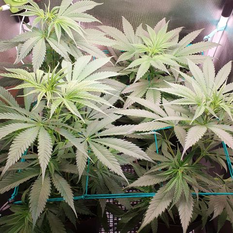 Jenny Kush growlog photo: 1-57
4-47
3-56
2-33