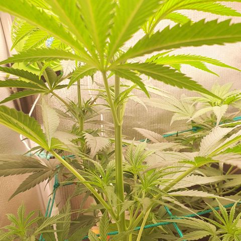 Jenny Kush growlog photo: 1-57
4-47
3-56
2-33